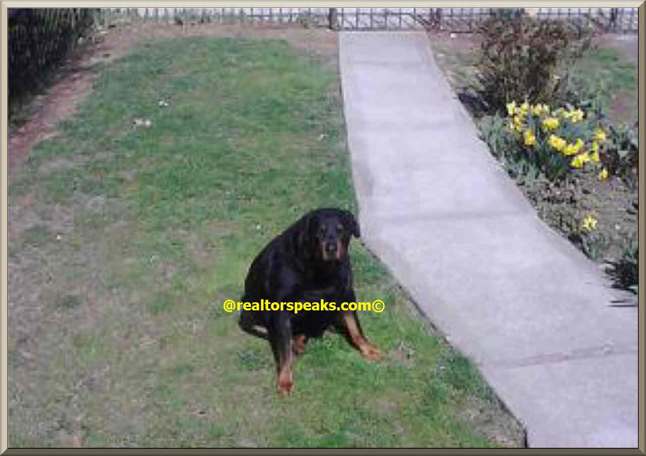 petfriendlyapartment